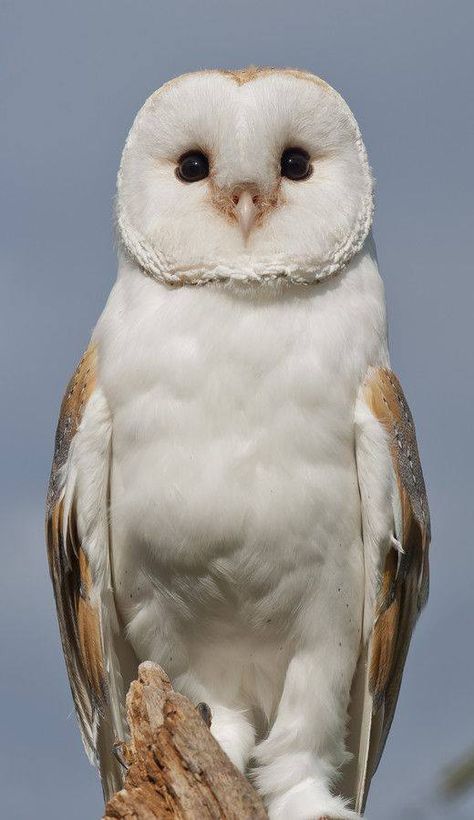 Barn Owl by Russel Davidson Awesome Owls, Owl Photos, Hoot Owl, Owl Pictures, Beautiful Owl, Owl Bird, Baby Owls, Exotic Birds, Owl Art