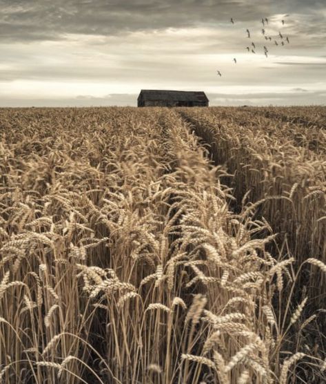 Always Do Your Best, Crop Field, The Lovely Bones, Children Of The Corn, Corn Field, Fear Of The Dark, Country Barns, Field Of Dreams, Over The Garden Wall