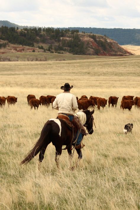 Heartless By Elsie Silver, Cade Eaton, Indigo Ridge, Cowboy Photography, Chestnut Springs, Elsie Silver, Cowboy Pictures, Cowboy Aesthetic, Western Photography