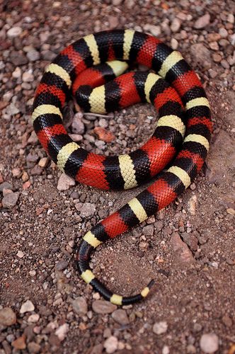 Lampropeltis campbelli Pueblan Milk Snake, Milk Snake, Snake Photos, Cool Snakes, Types Of Snake, Pretty Snakes, Colorful Snakes, Snake Wallpaper, Coral Snake