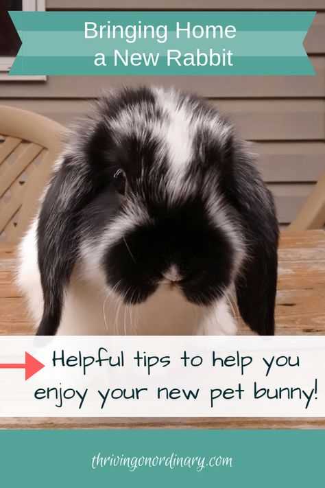 Holland Lop Bunny Cages Indoor Rabbit, Rabbit Things, Pet Bunnies, Mini Lop Bunnies, Bunny Supplies, Lop Bunnies, Rabbit Home, Bunny Ideas, Holland Lop Bunnies