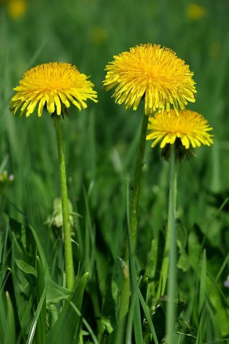 Dandelion Yellow Spring - Free photo on Pixabay Dandelion Reference Photo, Dandelion Reference, Yellow Dandelion Tattoo, Dandelion Pictures, Yellow Perennials, Dandelion Drawing, Yellow Dandelion, Dandelion Flowers, Dandelion Yellow