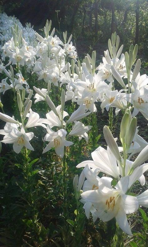 Lillies Flowers Aesthetic, Aesthetic Lillies, Lilies Flowers Aesthetic, Wild Lillies, White Lilly Aesthetic, White Lily Aesthetic, White Lillie’s, Wild Lilies, Flowers Aesthetic Lilies