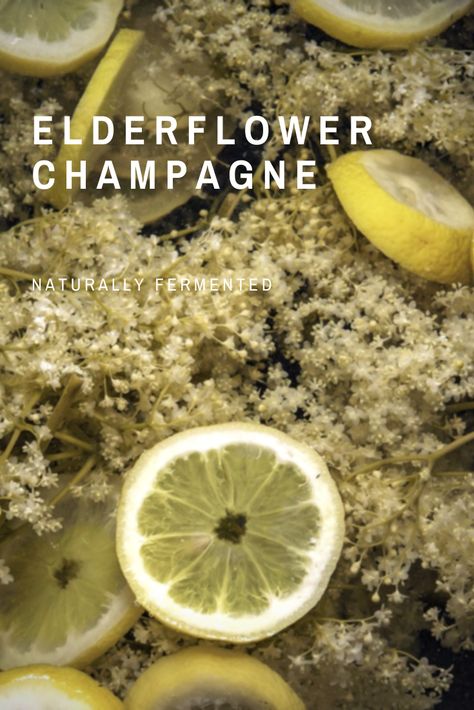 Elderflower champagne is a naturally bubbly, mildly alcoholic cocktail with a delicate flavor made from the lacy, cream-colored flowers of the elderberry shrub. Learn how to craft your own delicious, bubbly beverage! Elderflower Champagne Recipe, Alcohol Alternatives, Elderberry Shrub, Elderflower Champagne, Champagne Recipe, Natural Yeast, Wine Yeast, Plant Magic, Herb Farm