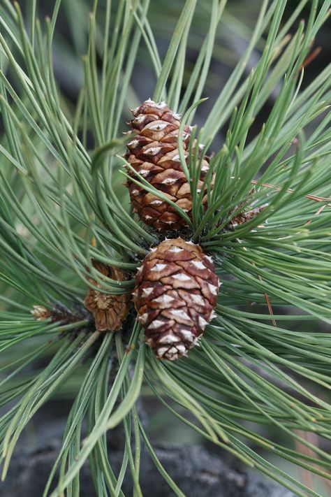 Pinus ponderosa var. scopulorum (ponderosa pine) - City of Fort Collins Ponderosa Pine, Colorado State University, Center City, Colorado Usa, Parks N Rec, Sun And Water, Plant List, Fort Collins, City House