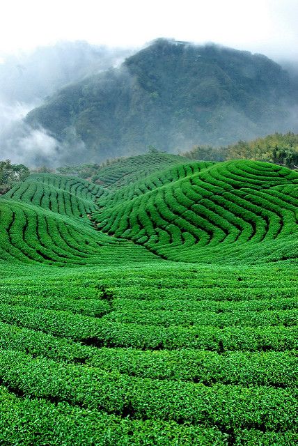 Taiwan Tea Farm Photography, Tea Garden Photography, Taiwan Tea, Kerala Travel, Sisters Photoshoot Poses, Tea Farm, Munnar, Tea Culture, Tea Garden