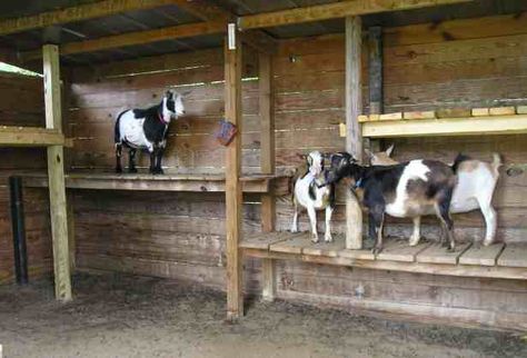 Goat house idea Goat Pens, Pygmy Goat House, Goat Ideas, Goats And Sheep, Goat Playground, Miniature Goats, Goat Toys, Keeping Goats, Goat Shed