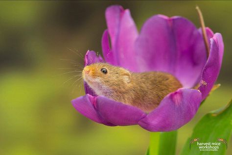 Mouse Sleeping, Botanical Posters, Harvest Mouse, Forget Me Not Flowers, Aesthetic Photography Nature, Botanical Poster, Watercolor Flower Art, Happy Animals, Forget Me Not