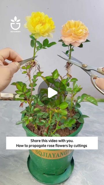 Rose Propagation, Propagating Roses, Useful Tips, Garden Inspiration, Rose Flower, Planting, Audio, Plants, The Originals