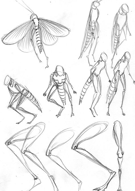 Grasshopper man 2 Insect Reference Drawing, Bug Legs Drawing, Cute Grasshopper Drawing, Grasshopper Tattoo Cute, Grasshopper Character Design, Grasshopper Anatomy, Grasshopper Sketch, Grasshopper Wings, Forest Animal Drawings