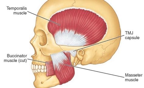 Learn All About the Masseter Jaw Massage, Neck Muscle Anatomy, Human Body Muscles, Dental Anatomy, Jaw Pain, Muscular System, Muscle Anatomy, Facial Muscles, Strong Muscles