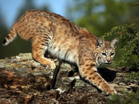 Bobcat, Caught On Camera Attacking NC Family, Positive For Rabies | Charlotte, NC Patch Bobcat Pictures, Bobcat Kitten, Zoo Pictures, Small Wild Cats, Kids Zoo, Cat Seat, Cat Info, Animal Sounds, Cat Aesthetic