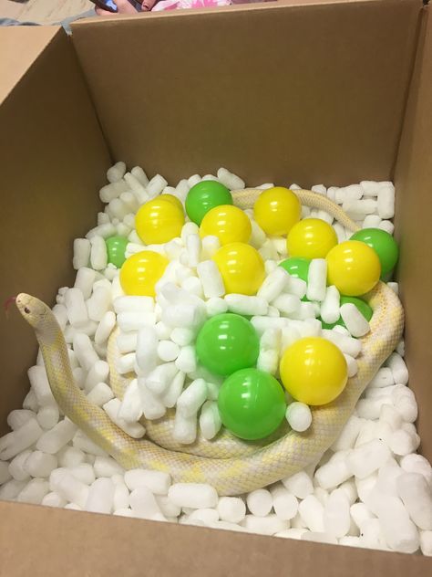 Snake enrichment - packing peanuts ball pit Reptile Enrichment Ideas, Corn Snake Enrichment, Snake Jungle Gym, Snake Enrichment Diy, Ball Python Enrichment Ideas, Snake Enrichment Ideas, Cool Snake Enclosures, Snake Playground, Ball Python Enrichment