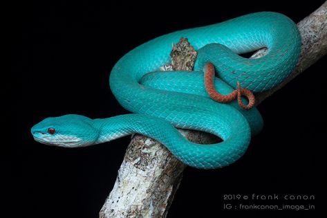 All sizes | Trimeresurus insularis, blue form (Komodo island, Indonesia) | Flickr - Photo Sharing! Blue Insularis, Pretty Snakes, Venomous Snakes, Komodo Island, Pit Viper, Snake Venom, Watercolor Projects, Komodo, Reptiles And Amphibians