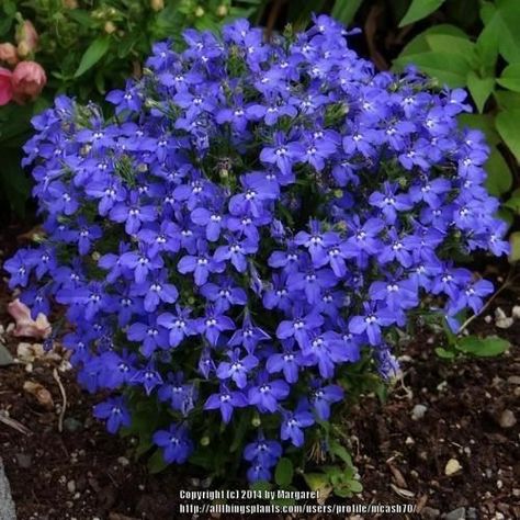 Flower Garden Design Ideas, Garden Ideas Flower, Flower Gardening Ideas, Lobelia Flowers, Lobelia Cardinalis, Flower Garden Ideas, Hanging Plants Outdoor, Flower Garden Plans, Trailing Flowers