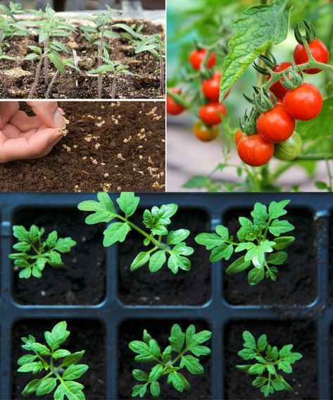 Garden Tips & Tricks Growing Tomato, Tomato Seedlings, Grow Vegetables, Tomato Seeds, Growing Tomatoes, Garden Tips, Growing Vegetables, Healthy Plants, Tips Tricks