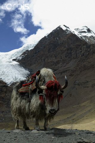 Tibetan Yak: Yaks are cool. They look like Appa. Tibetan Yak, Animals With Horns, Monte Everest, Musk Ox, Mule Deer, Manx, The Himalayas, Tibetan Buddhism, Creative Images