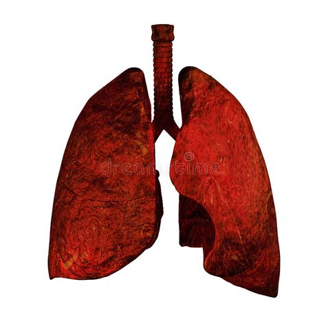 Lungs of Smokers. Human lungs 3d rendering illustration stock illustration Lungs Drawing, Smokers Lungs, Human Lungs, Kpop Drawings, Lungs, Reference Images, Drawing Tips, 3d Rendering, Paper Collage