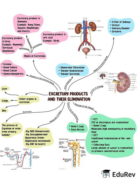 #notes #neet #ncert #biology #aesthetic #study #notesaesthetic #zoology #motivation #studygram #student #frog #india #academics Neet Study Motivation, Excretory Products And Their Elimination, Ncert Biology, Neet Study, Biology Class 11, Neet Notes, Learn Biology, Excretory System, Chemistry Basics