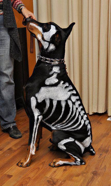 Pets Halloween Costumes, Halloween Costumes For Black Dogs, Doberman Halloween Costumes, Black Dog Halloween Costumes, Black Dog Costume Ideas, Black Dog Costume, Doberman Costumes, Halloween Costume With Dog, Dog Hollowed Costumes