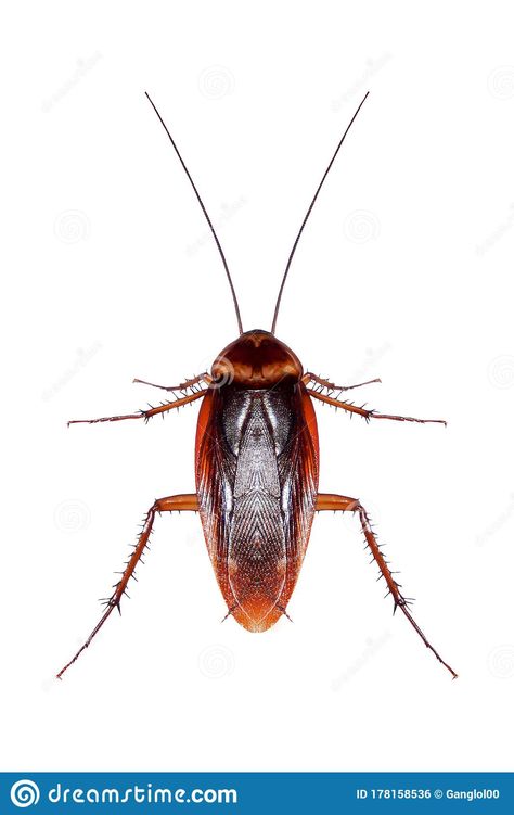 Photo about cockroaches isolated from white background,cilpping paths. Image of animal, cockroach, wings - 178158536 Aphmau Mermaid, Apple Clip Art, Insect Photos, Violet Evergarden Anime, Science Projects For Kids, Best Poses For Men, Butterfly Clip Art, Cute Cartoon Drawings, Bugs And Insects