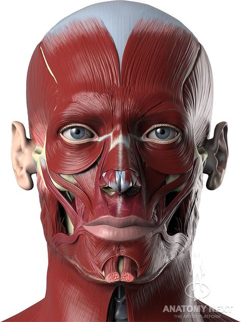 Face Muscles Anatomy, Head Muscles, Human Muscle Anatomy, Skull Anatomy, Head Anatomy, Facial Anatomy, Face Anatomy, Human Body Anatomy, Muscle Anatomy