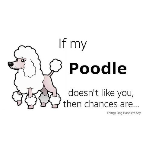 Poodle Quotes, Poodle Card, Poodle Jewelry, Poodle Mom, Toy Poodles, Puppy Grooming, Poodle Grooming, Art 2023, French Poodles