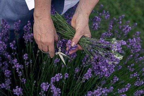 What I Do With My Lavender Harvest Hidcote Lavender, Harvesting Lavender, Natural Plant Fertilizer, Lavender Cocktail, Food Forest Garden, Natural Repellent, Natural Mosquito Repellant, Video Garden, Aromatic Plant