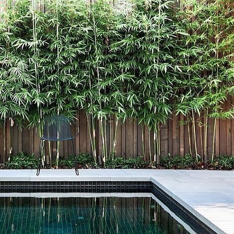 Bamboo Pathway, Bamboo Screen Garden, Zen Backyard, Bamboo Landscape, Tiny Backyard, Pool Plants, Cottage Backyard, Flower Tips, Simple Backyard