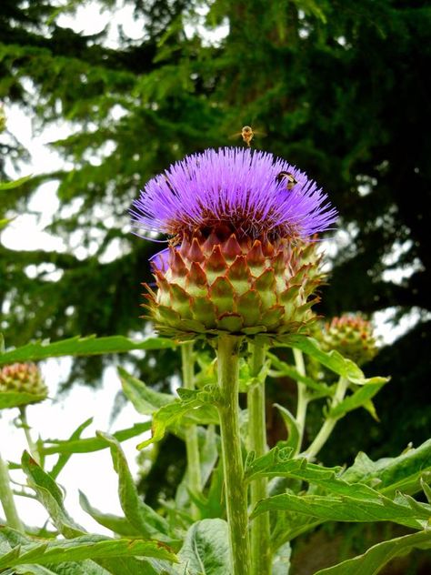 Colombia Flowers, Cynara Cardunculus, Allium Cernuum, Cantharellus Cibarius, Cistus X Pulverulentus 'sunset', Tom Stuart Smith, Cover Crops, Allium Karataviense, Perennial Vegetables