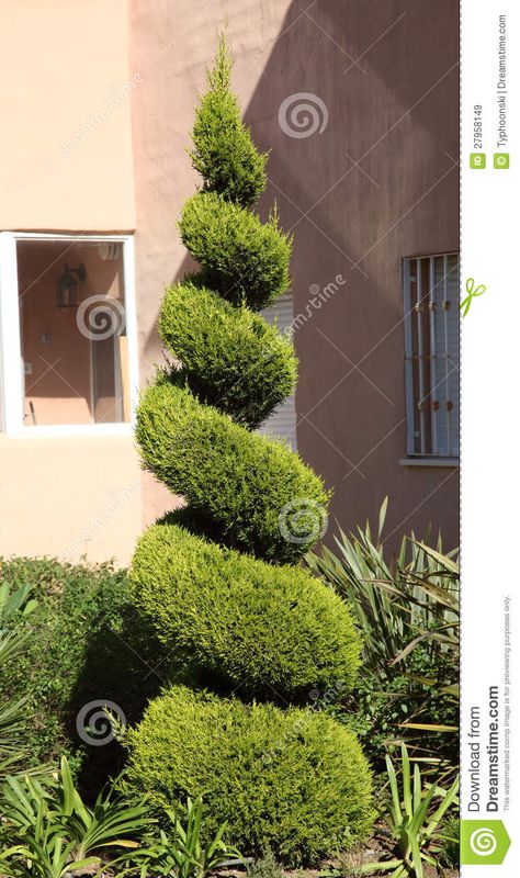 Tree Shaping, Juniper Plant, Hedge Trees, Boxwood Landscaping, Geometric Tree, Terrace Garden Ideas, Spiral Tree, Florida Landscaping, Topiary Tree