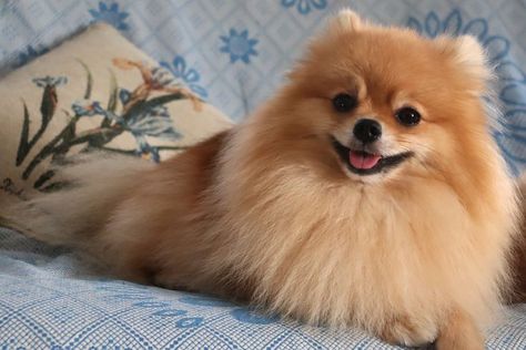 pomeranian orange boy Spitz Puppy, Pomeranian Spitz, Pomeranian Dog, Pomeranian Puppy, Kiev, Greys Anatomy, Ukraine, Puppies, Orange