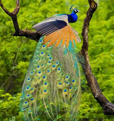 B I R D S   O N   E A R T H on Instagram: “Beautiful! Indian Peafowl By:@sandeepbhadbhade @birdsonearth” Nature Aesthetic Wallpaper, Peacock Pictures, Underwater Animals, Birds Nature, Peacock Art, Most Beautiful Birds, Bird Pictures, Exotic Birds, Pretty Birds