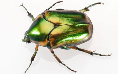 Flying insects could soon be used in search and rescue missions to help locate   survivors of earthquakes and other disasters, according to scientists. Green June Beetle, June Beetle, Beetle Tattoo, Fishing Hole, Bug Tattoo, Arts Stream, June Bug, Beautiful Bugs, Flying Insects