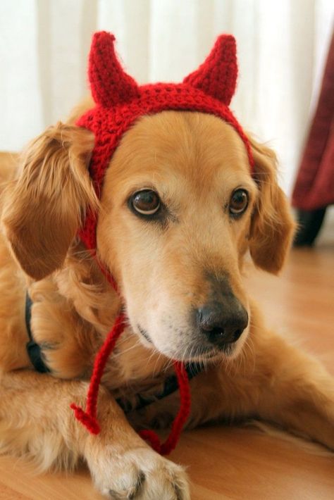 #CrochetPattern #Crochet #Handmade #DIY #Crafts #CrochetLove #Yarn #CrochetAddict #CrochetLife #Creative Halloween Crochet Dog Costume, Crochet Costumes For Dogs, Dog Crochet Hat Pattern, Dog Headband Crochet, Crochet Dog Costume Pattern, Crochet Dog Headband, Diy Halloween Crochet, Dog Crochet Hats, Crochet Halloween Dog Costumes