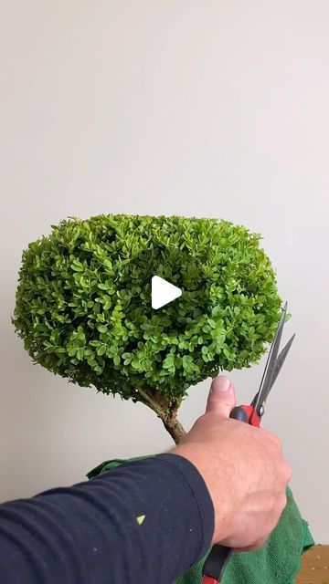 James Todman on Instagram: "Re-shaping a boxwood.

#boxwood #handclipped #topiary #plantart #myhobby" Boxwood Topiary, Plant Art, On Instagram, Instagram