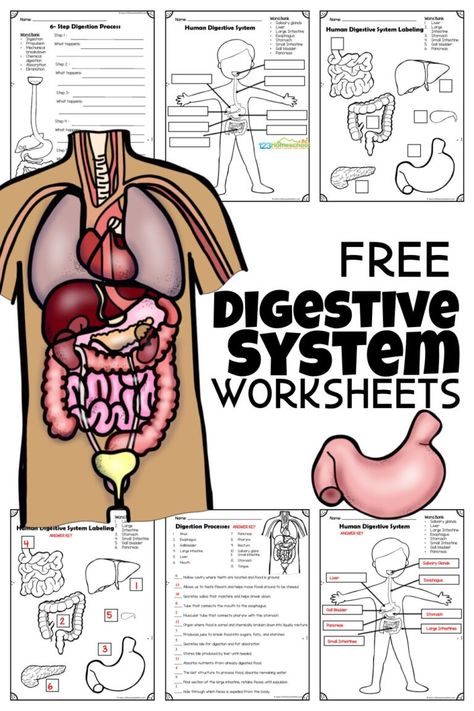 1st Grade Human Body Unit, Digestive System Stem Activities, Human Body Worksheets Free Printable, Human Body Elementary School, Human Body Printables Free, Human Body 1st Grade, Digestive System Activities For Kids, Human Body Unit Study Elementary, Human Body Worksheets For Kids