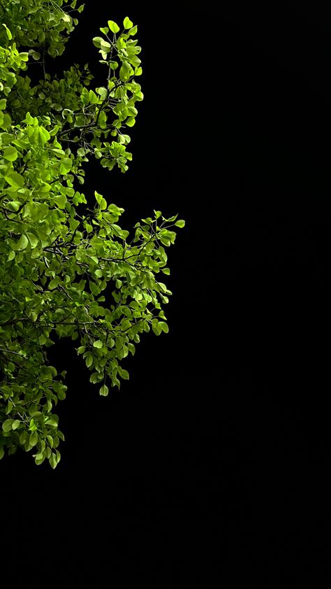 Black Green Wallpaper Aesthetic, Night Tree Snap, Night Snap Story, Night Photography Ideas, Corny Pick Up Lines, Decent Wallpapers, Morning Photography, Iphone Dynamic Wallpaper, Amoled Wallpapers