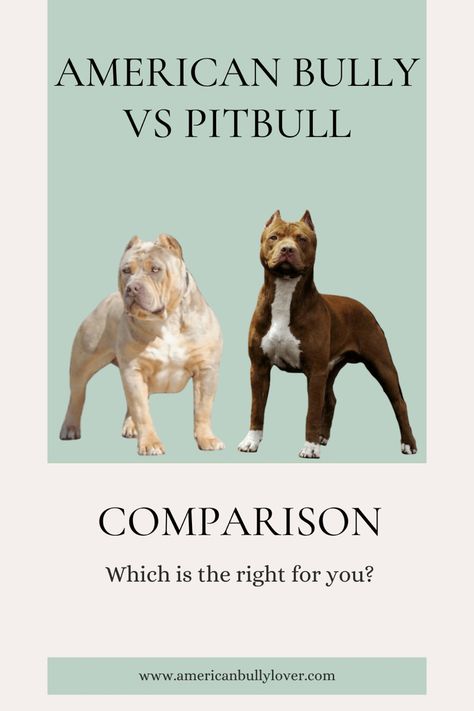 American Bully vs Pitbull comparison Pocket Bully Dogs, American Bully Classic, Pitbull Breeds, American Bully Puppy, American Bully Pitbull, American Bully Pocket, American Bully Dog, Xl Pitbull, Pitbull Dog Breed