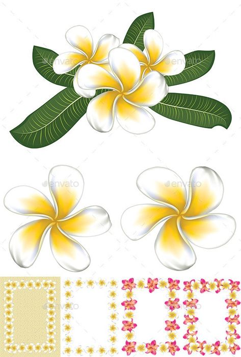 Araliya Flower Drawing, Araliya Flower, Frangipani Tattoo, Tropical Flowers Illustration, Ruben Dario, Hawaiian Flower Tattoos, White Plumeria, Flower Line Drawings, Flower Art Drawing