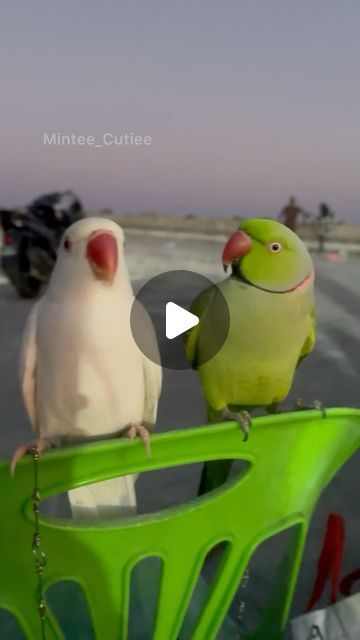 Mintee & Amber💚🤍✨
On a sweet date❤️

#parrot #pet #petlovers #petofinstagram #parrots #talkingbird #talkingparrot #funnypets ... | Instagram Talking Parrots, Green Parrot, Parrot Pet, Parrot Head, Colorful Parrots, Decor Crafts, Parrot, Funny Animals, Animal Lover