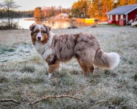 Australian Shepherd With Tail, Aussie Poo, Aussie Dog, Puppy Mom, Aussie Puppies, Australian Shepherd Puppies, Aussie Dogs, Australian Shepherd Dogs, Canine Art