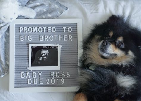 Promoted to big brother! Pregnancy annoucement with dog. Dog Brother Announcement, Dog Promoted To Big Brother, How To Be A Big Brother Dog, Pregnancy Announcement With Dog, Big Brother Dog, Dog Pregnancy, Dog Pregnancy Announcement, Promoted To Big Brother, Pregnant Dog