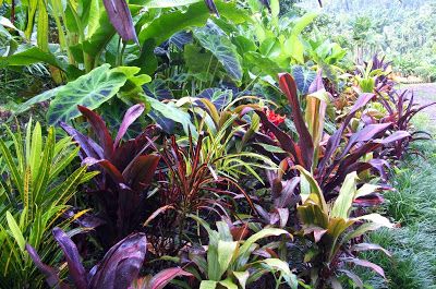 Small Tropical Gardens, Plants In Pots, Fairy Garden Doors, Tropical Garden Design, Full Sun Plants, Sun Plants, Tropical Landscaping, Foliage Plants, Exotic Plants