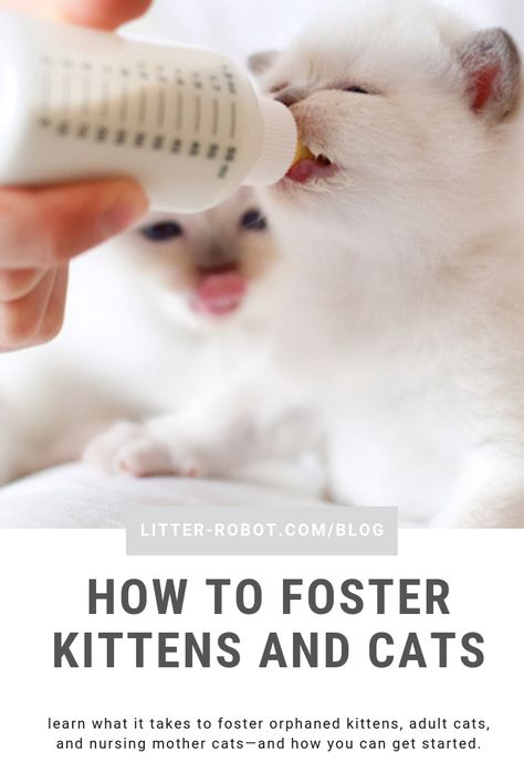 Animal Fostering, Fostering Cats, Kitten Fostering, Fostering Animals, Cat Foster, Fostering Kittens, Kittens Care, Cat Breeding, Raising Kittens