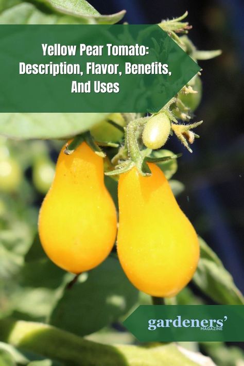 Yellow Pear Tomato: Description, Flavor, Benefits, And Uses Yellow Pear Tomatoes, Pear Tomatoes, Fresh Snacks, Garden Guide, Planting Vegetables, What To Make, The Sweet, Vegetable Garden, Health Benefits