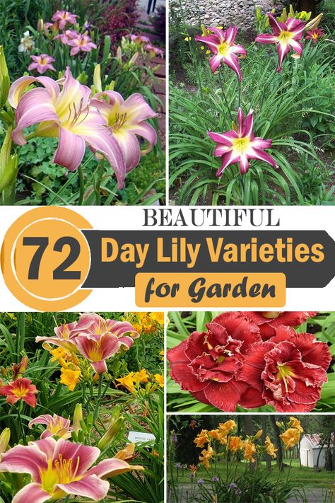 Daylillies Landscaping, Daylily Landscaping, Types Of Lillies, Garden Zone 8, Lily Varieties, Lilly Garden, Pacific Northwest Garden, Day Lilly, Green House Ideas