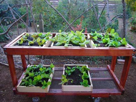 Lettuce Table, Salad Table, Planting Lettuce, Diy Salad, Gemüseanbau In Kübeln, Growing Tomatoes In Containers, Growing Lettuce, Starting A Vegetable Garden, Container Gardening Vegetables