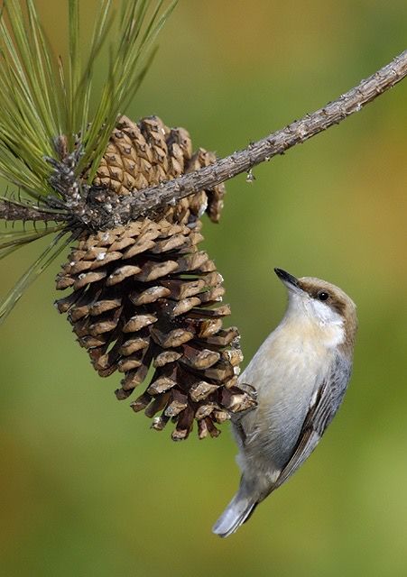 Texas Birds, Nuthatches, List Of Birds, Modern Birds, Life List, Bird Food, Natural Nature, Owl Bird, All Birds