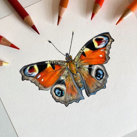 Bird Watercolor Art, Moth Drawing, Prismacolor Art, Peacock Butterfly, Gcse Art Sketchbook, Butterfly Art Painting, Bug Art, Butterfly Drawing, Insect Art